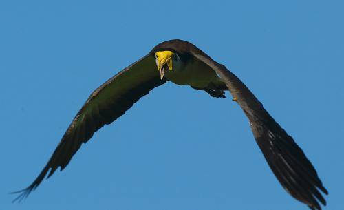 Masked Lapwing