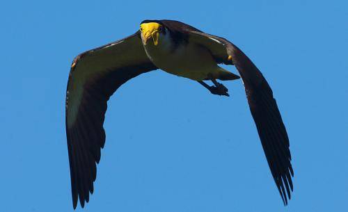 Masked Lapwing