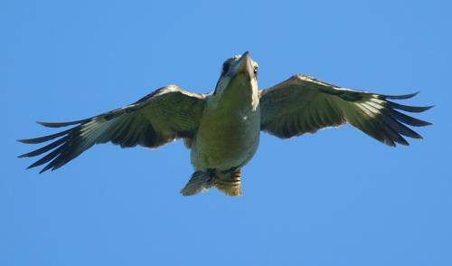 Laughing Kookaburra