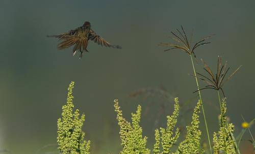 Tawny Grassbird