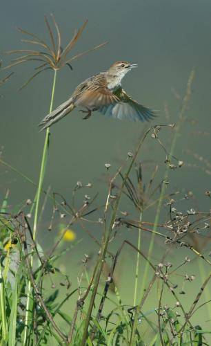 Tawny Grassbird