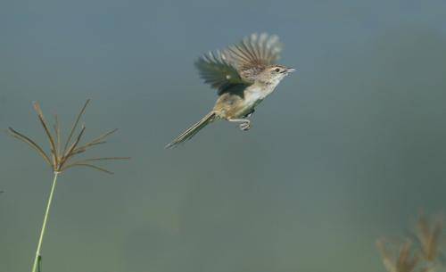 Tawny Grassbird