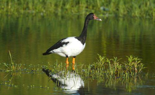 Magpie Goose
