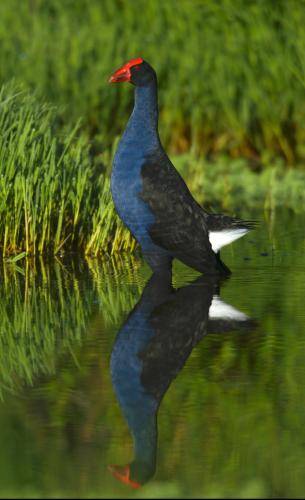 Purple Swamphen