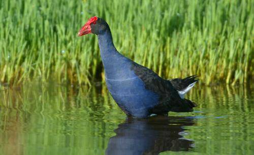 Purple Swamphen