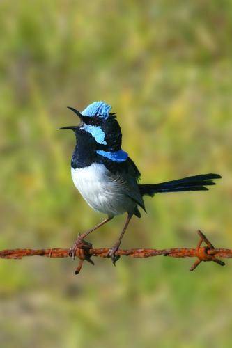 Superb Fairy-Wren