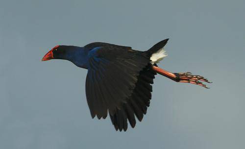 Purple Swamphen
