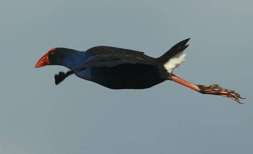 Purple Swamphen