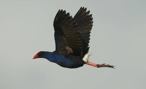 Purple Swamphen
