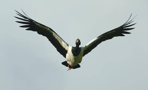 Magpie Goose