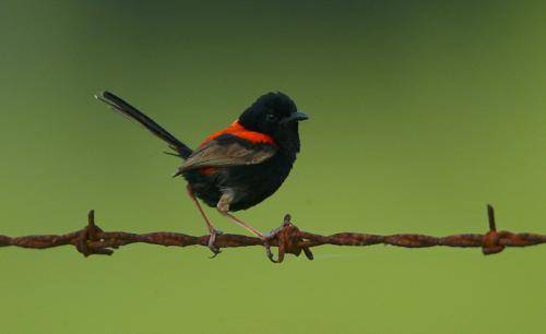Red backed Fairy-Wren