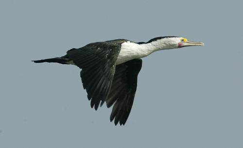 Pied Cormorant