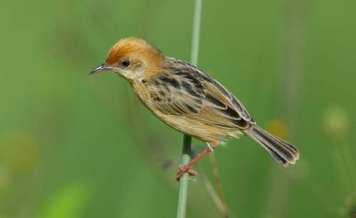Golden Headed Cisticola