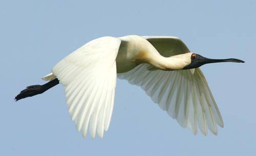 Royal Spoonbill