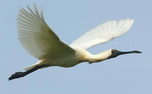 Royal Spoonbill