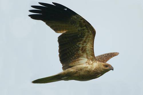 Whistling kite