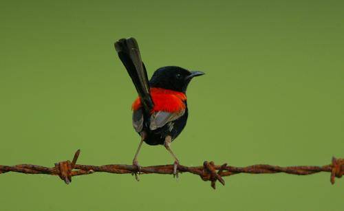 Red backed Fairy-Wren