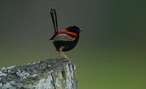 Red backed Fairy-Wren