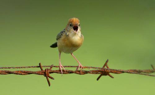 Golden Headed Cisticola