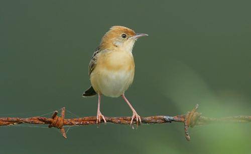 Golden Headed Cisticola