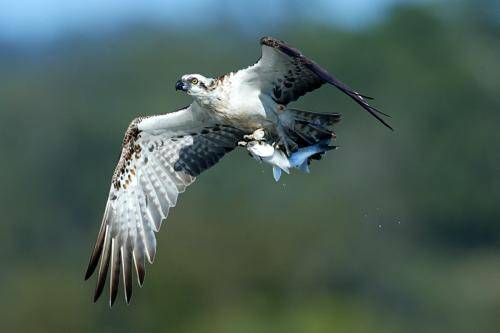 Osprey