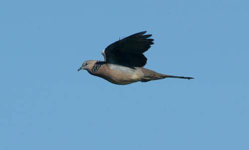 Spotted Turtle Dove