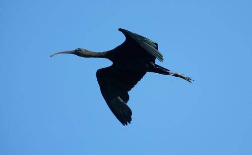 Glossy Ibis