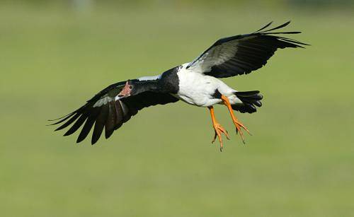 Magpie Goose