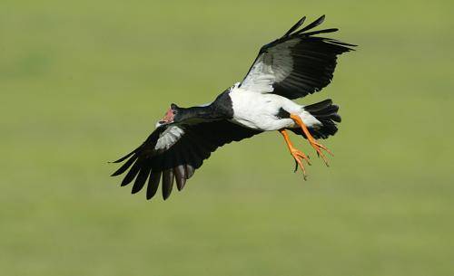 Magpie Goose