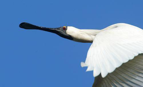 Royal Spoonbill