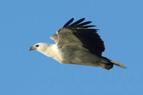 White bellied Sea Eagle