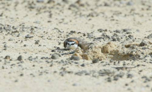 Red capped Plover