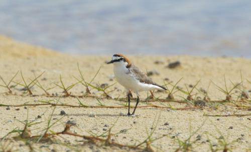 Red capped Plover