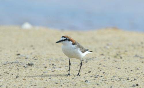 Red capped Plover