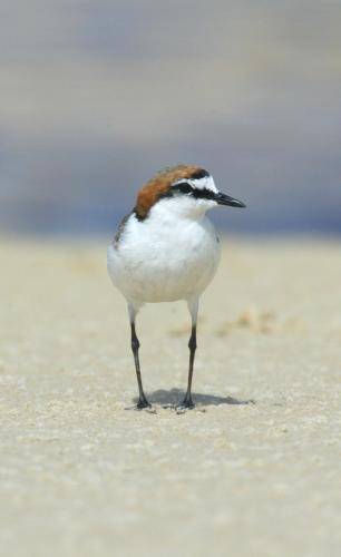 Red capped Plover