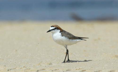 Red capped Plover