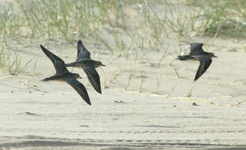Red necked Stint