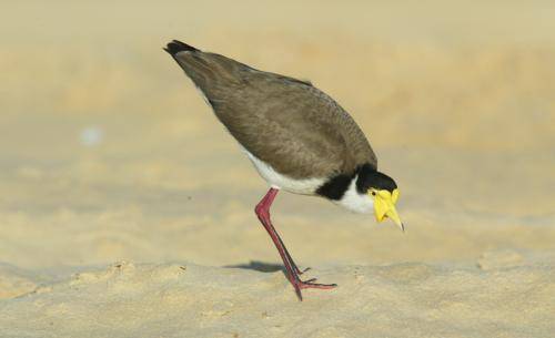 Masked Lapwing
