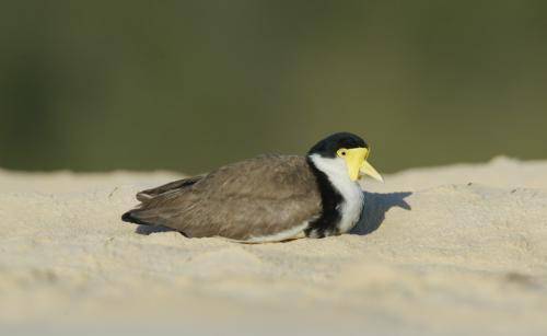 Masked Lapwing