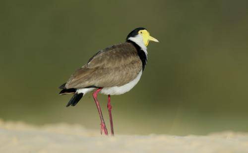Masked Lapwing