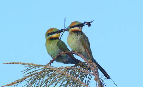 Rainbow Bee-eater