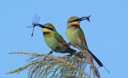 Rainbow Bee-eater