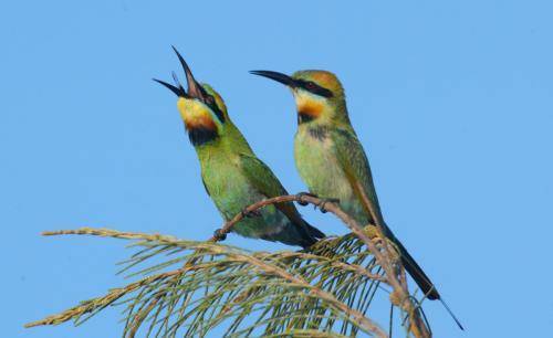 Rainbow Bee-eater