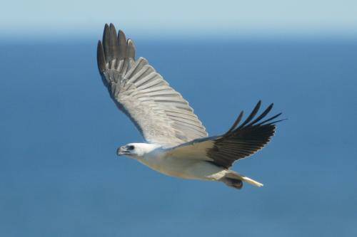 White bellied Sea Eagle