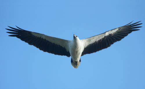 White bellied Sea Eagle