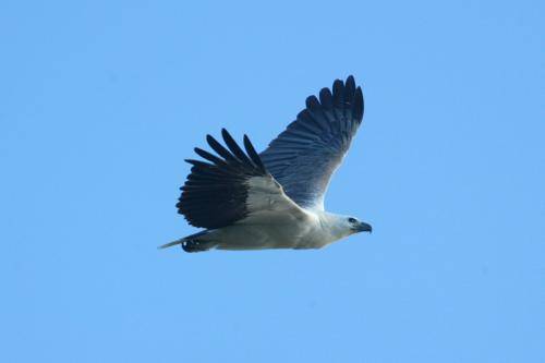 White bellied Sea Eagle