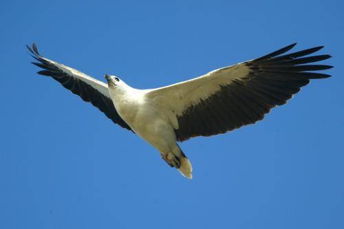 White bellied Sea Eagle