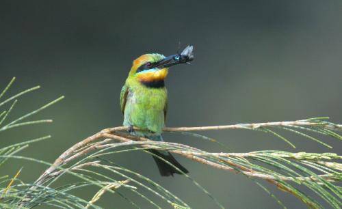 Rainbow Bee-eater