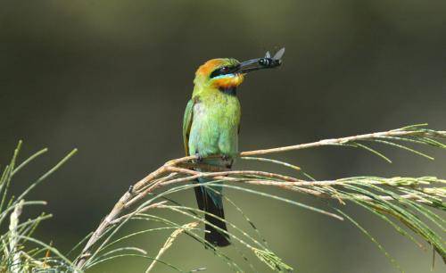 Rainbow Bee-eater