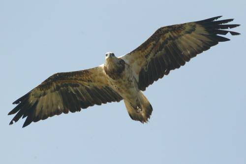 White bellied Sea Eagle